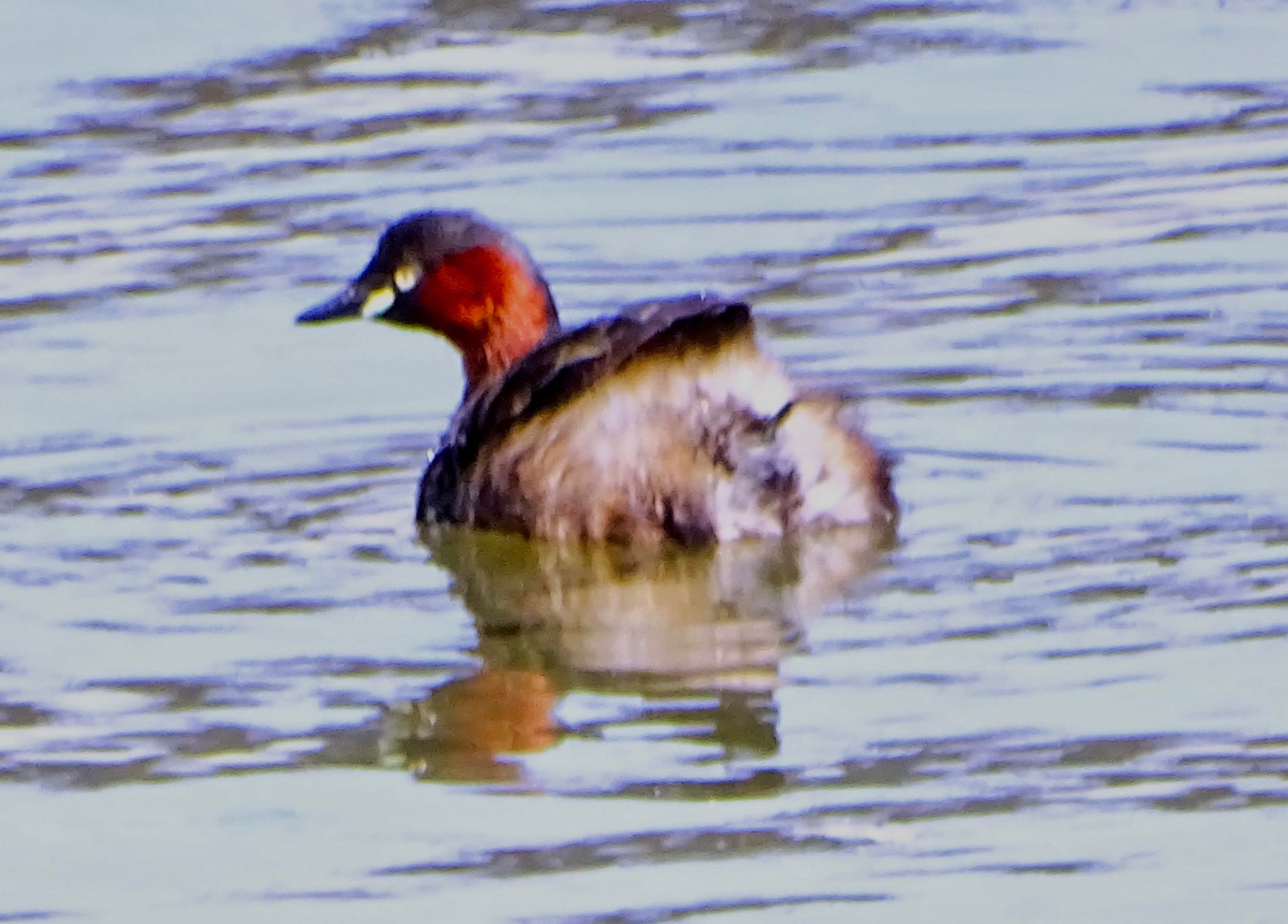 Little Grebe