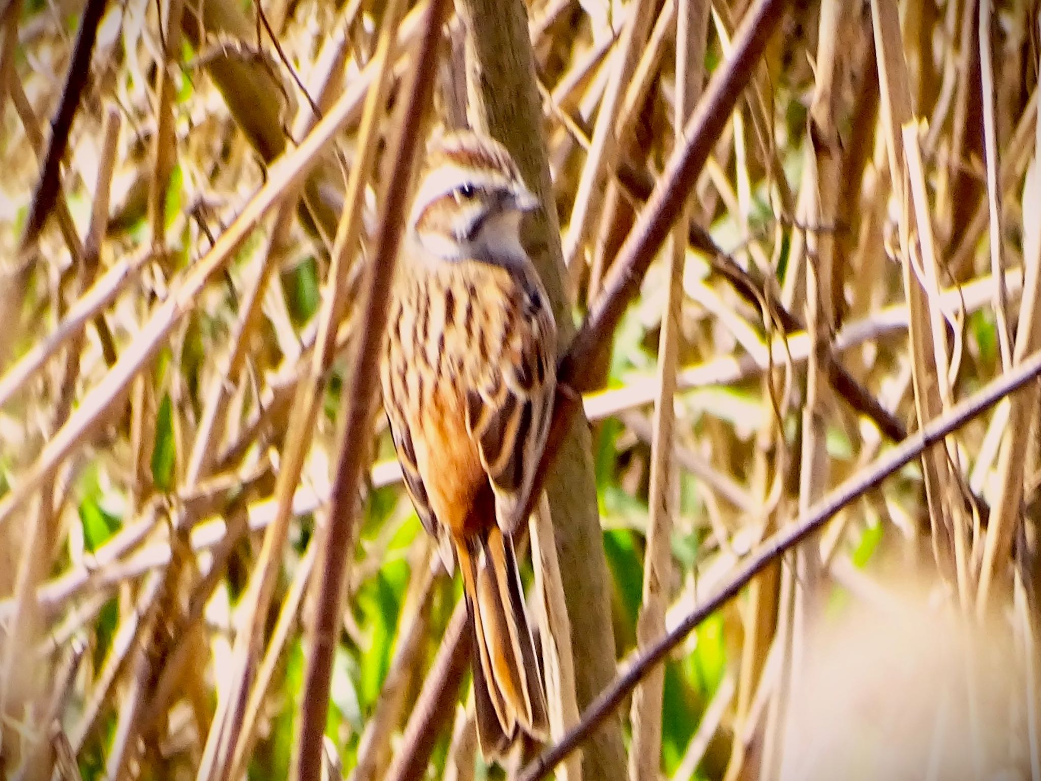 Photo of Meadow Bunting at 境川遊水地公園 by KAWASEMIぴー