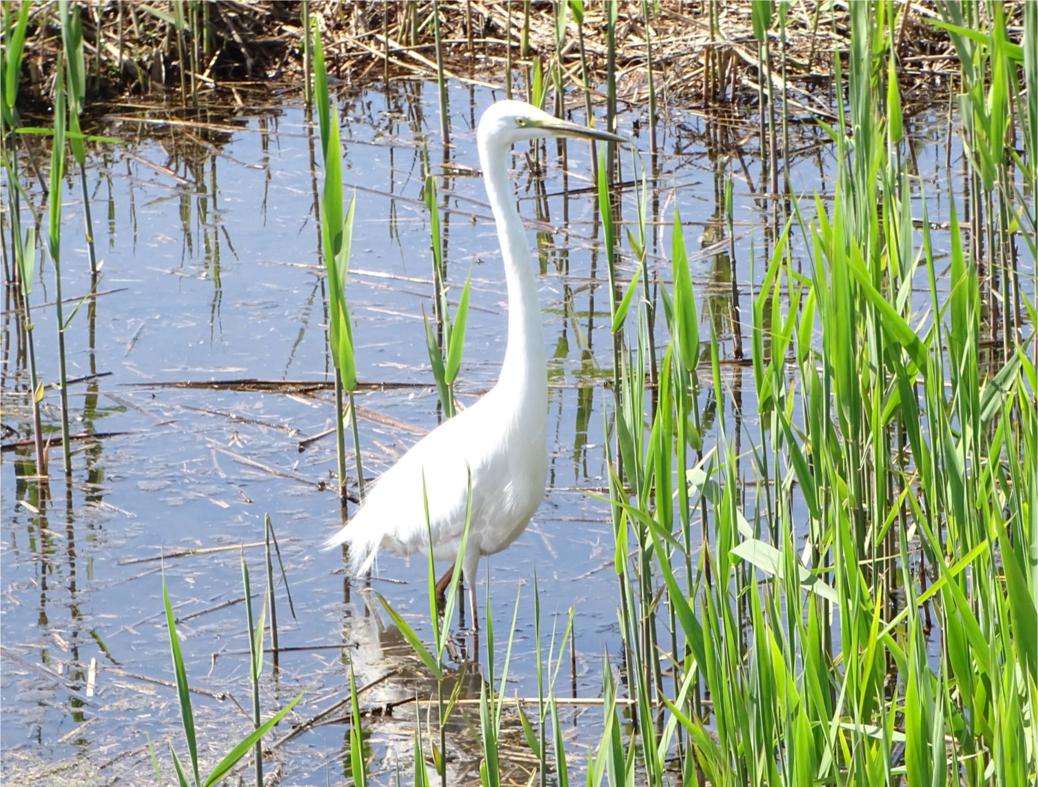 Photo of Medium Egret at 境川遊水地公園 by KAWASEMIぴー