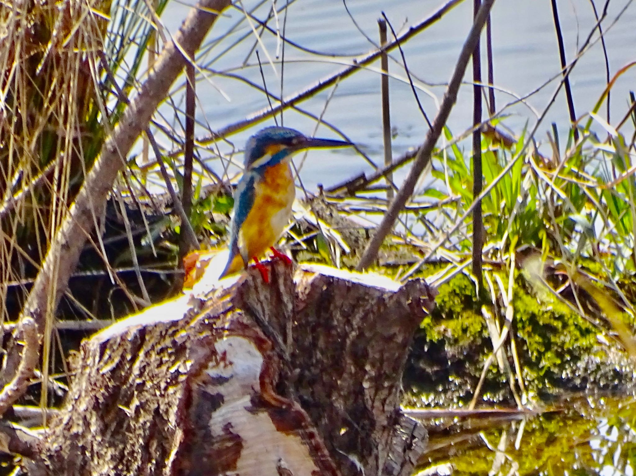 Photo of Common Kingfisher at 境川遊水地公園 by KAWASEMIぴー