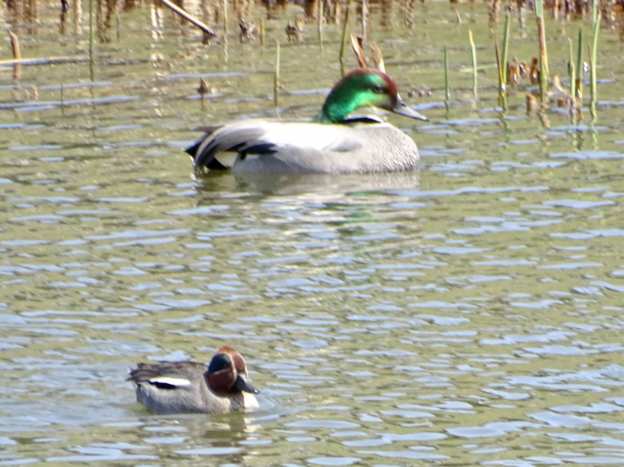 Photo of Falcated Duck at 境川遊水地公園 by KAWASEMIぴー