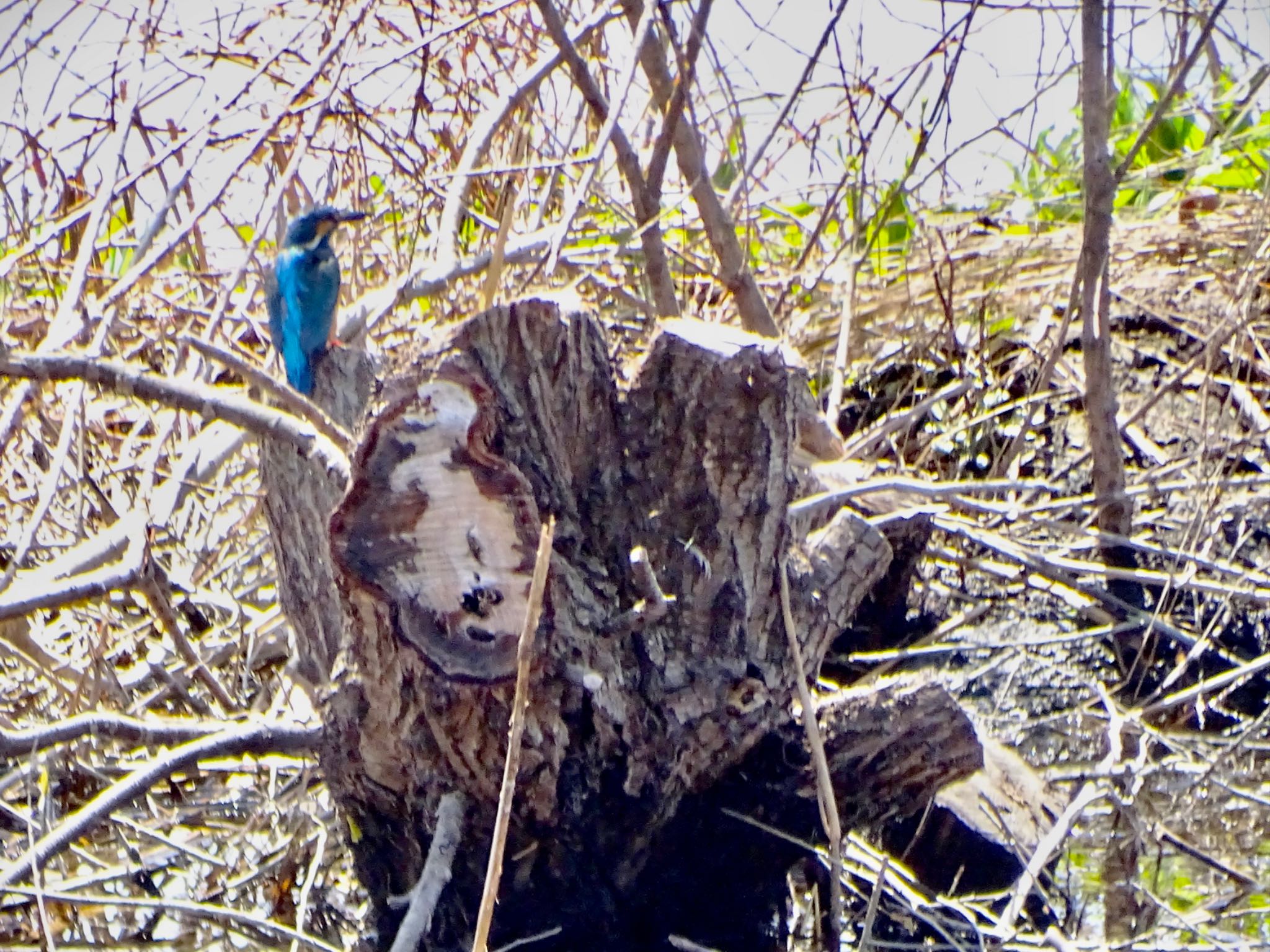 Common Kingfisher