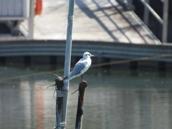 2024年3月30日(土) 等々力緑地の野鳥観察記録