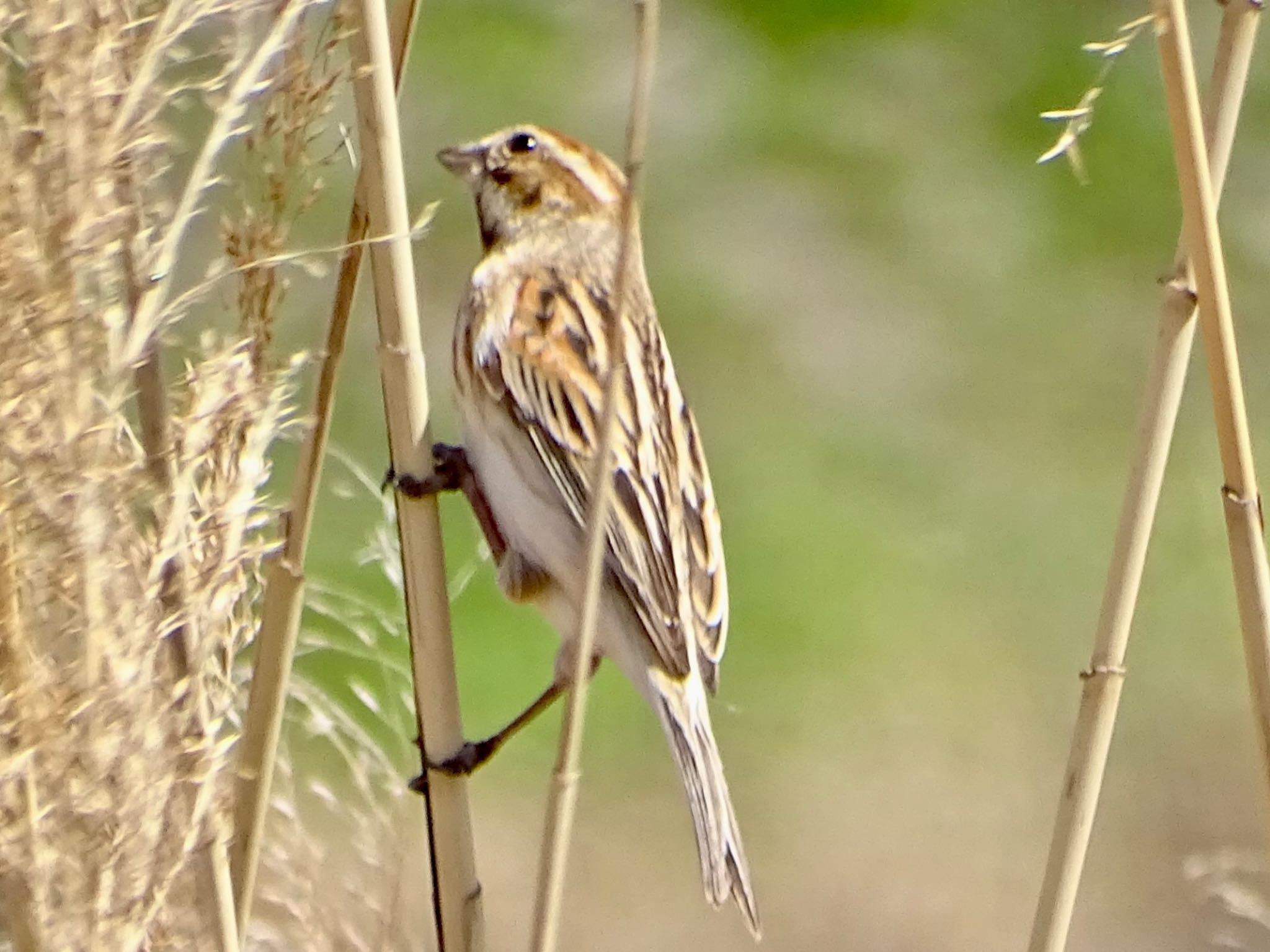 Common Reed Bunting