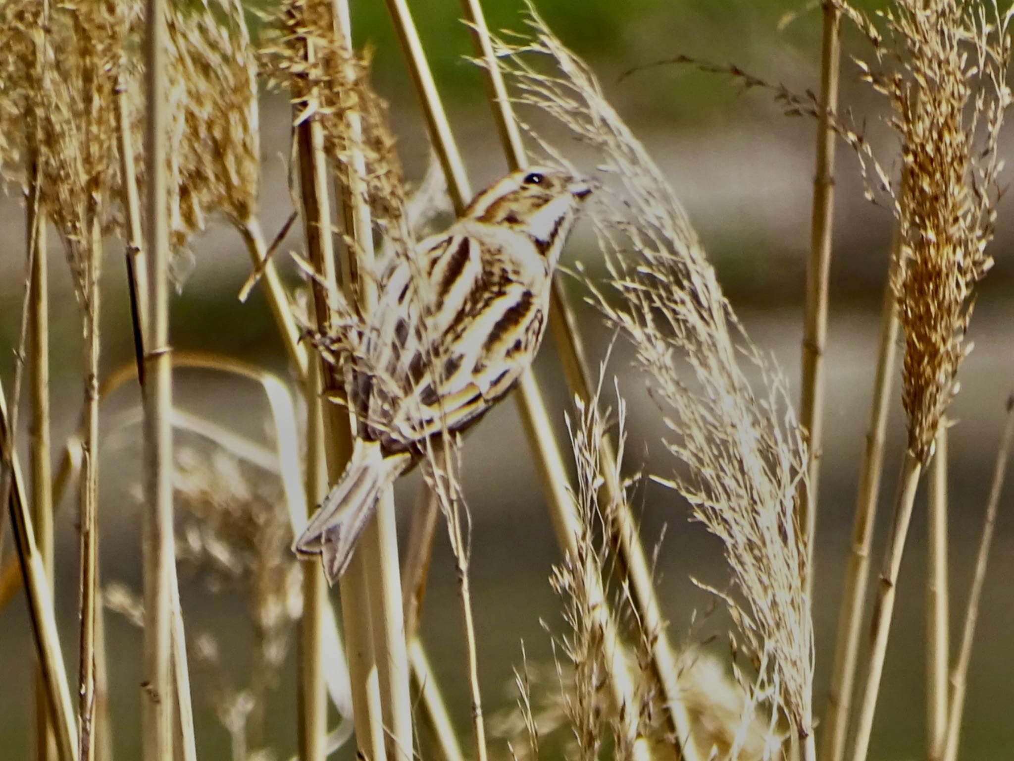 Common Reed Bunting