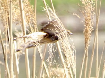 Common Reed Bunting 境川遊水地公園 Sat, 3/30/2024