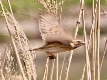 Common Reed Bunting 境川遊水地公園 Sat, 3/30/2024