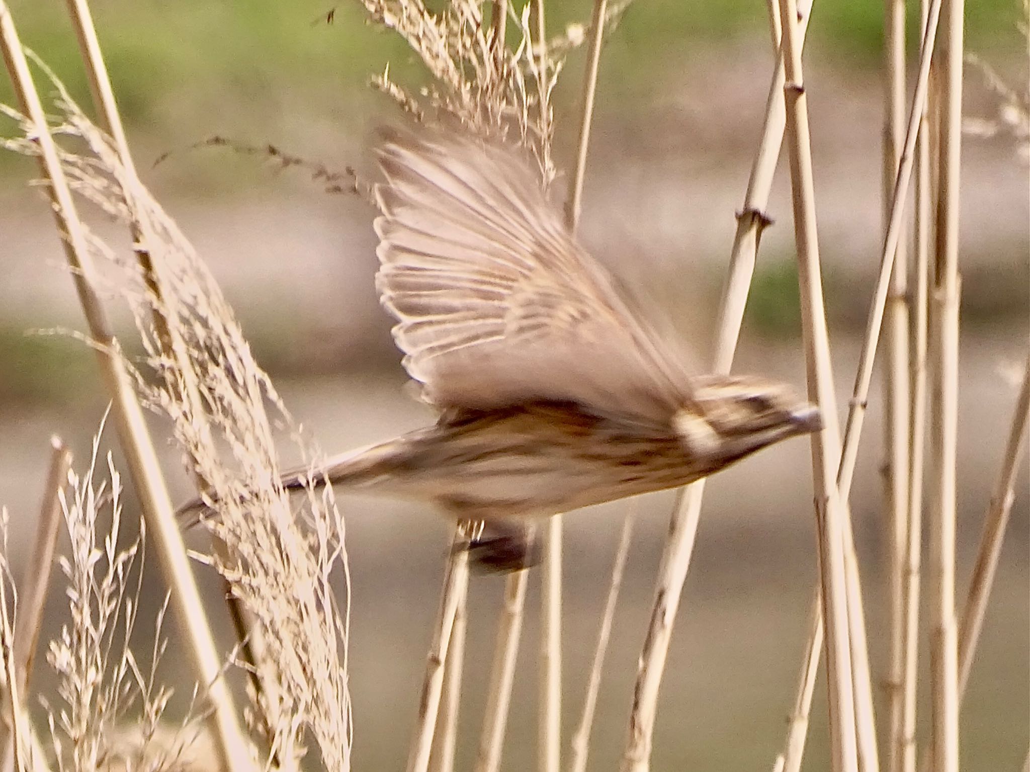 Common Reed Bunting