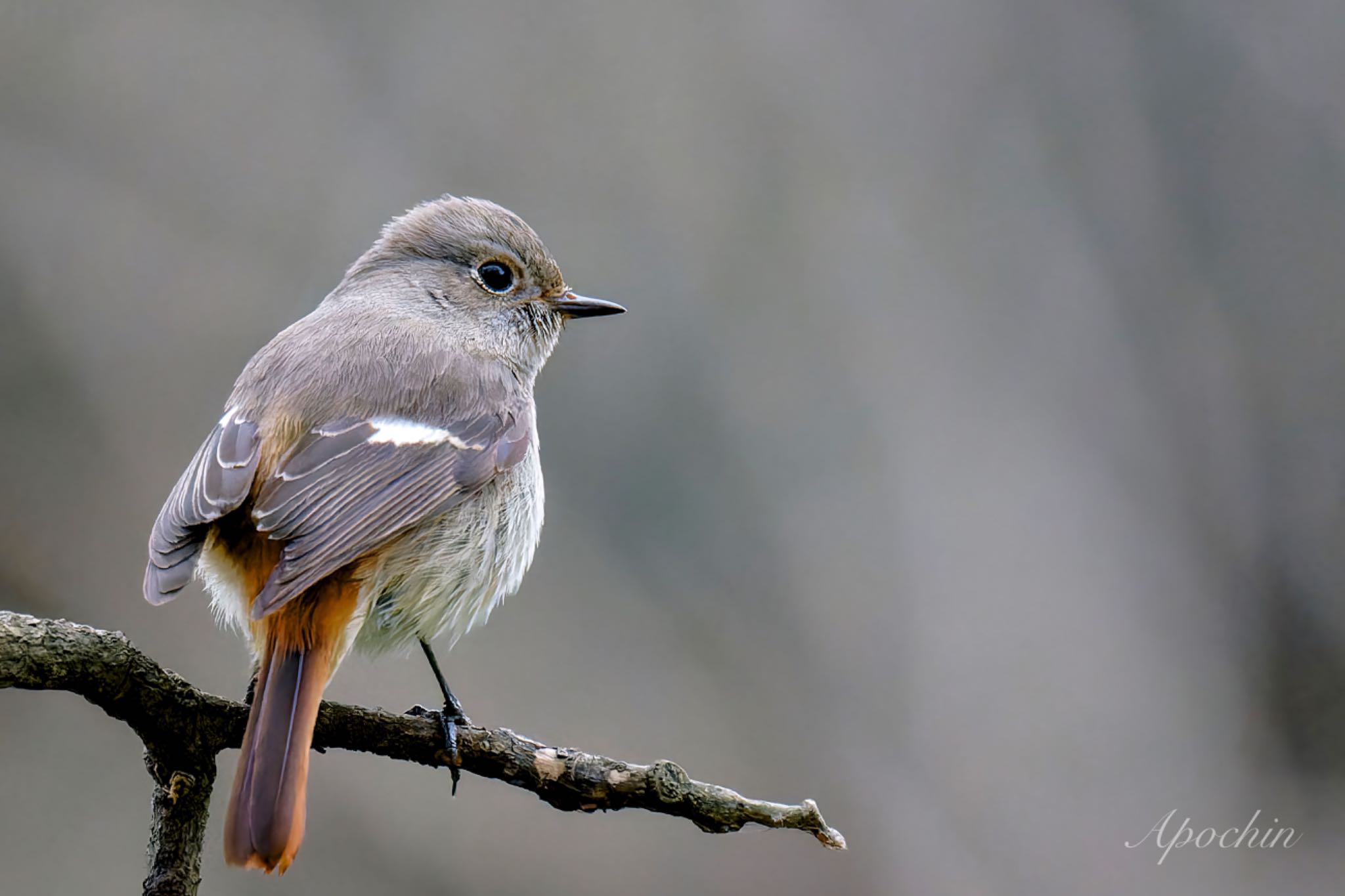 Photo of Daurian Redstart at Kitamoto Nature Observation Park by アポちん