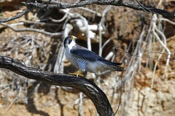 ハヤブサ 青葉山公園 2024年3月30日(土)