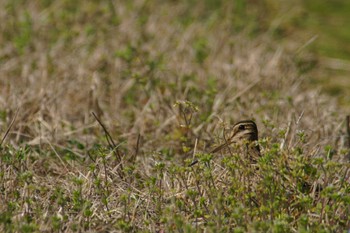 Latham's Snipe 静岡県 Wed, 3/27/2024