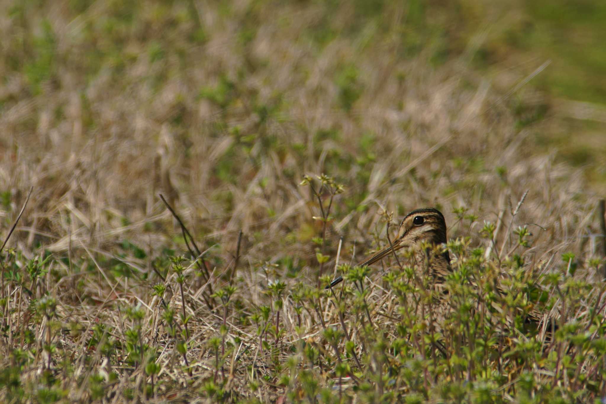 Photo of Latham's Snipe at 静岡県 by bea