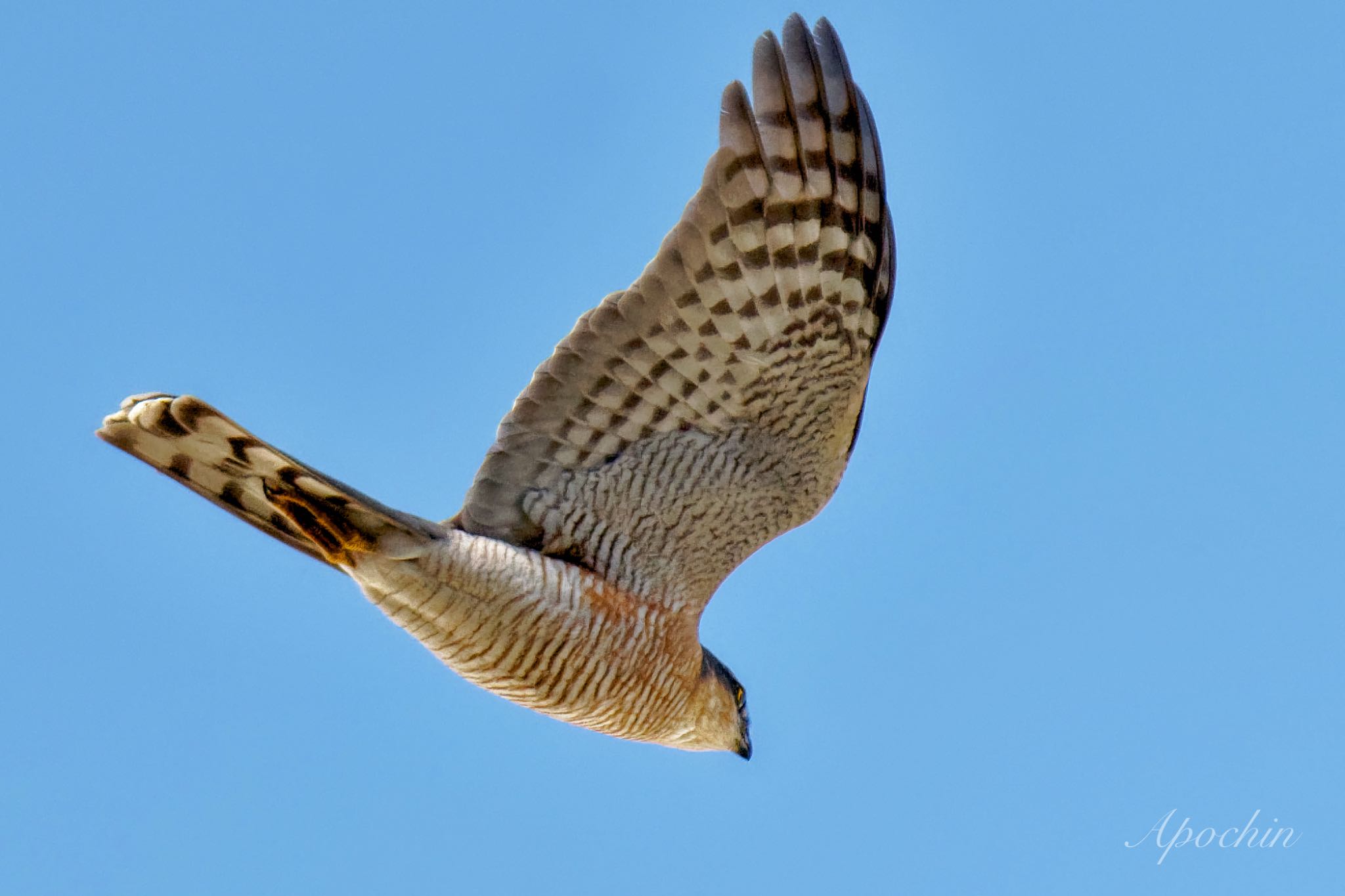 Eurasian Sparrowhawk