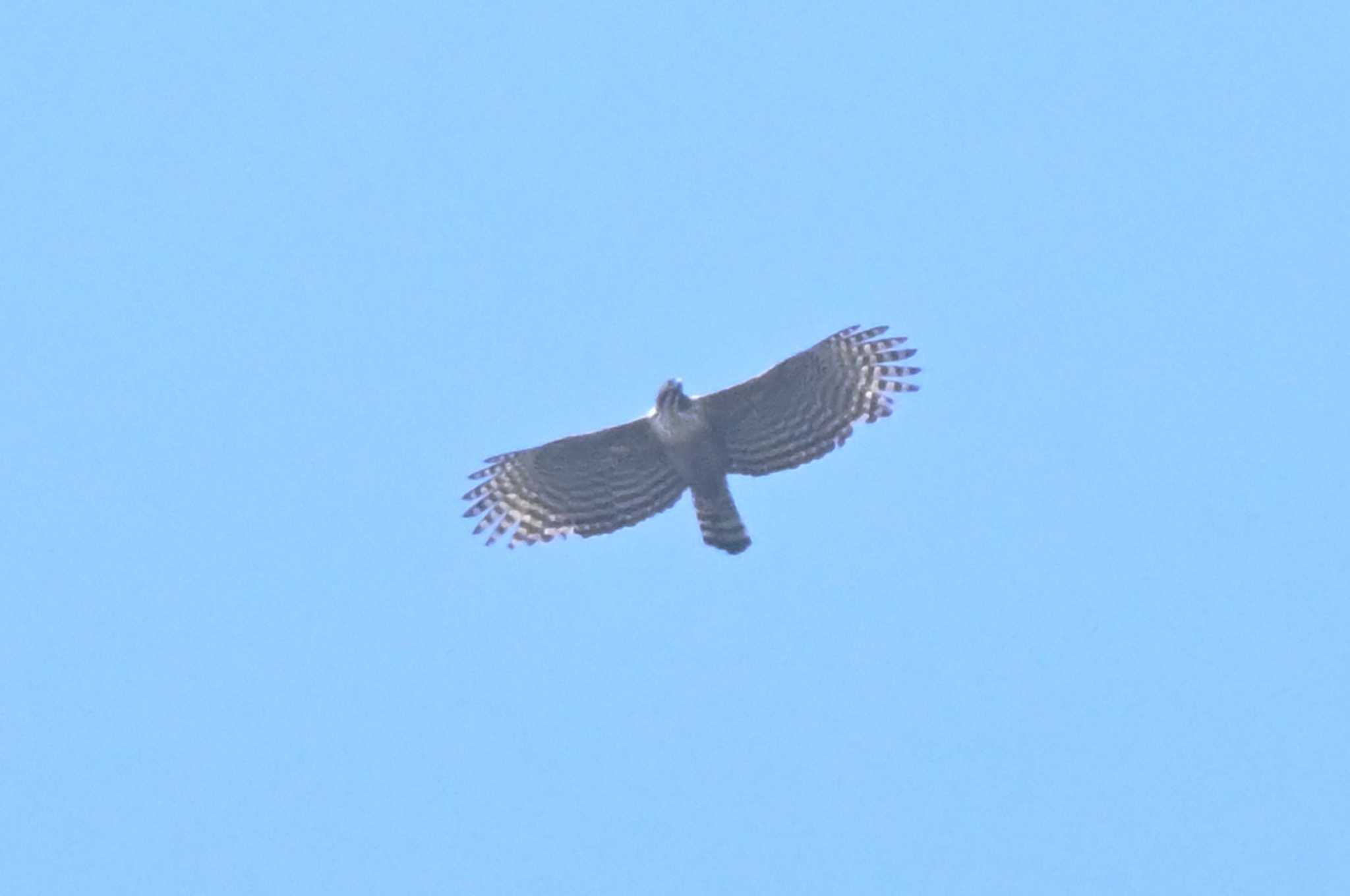 Photo of Mountain Hawk-Eagle at 5万人の森公園 by コンちゃん