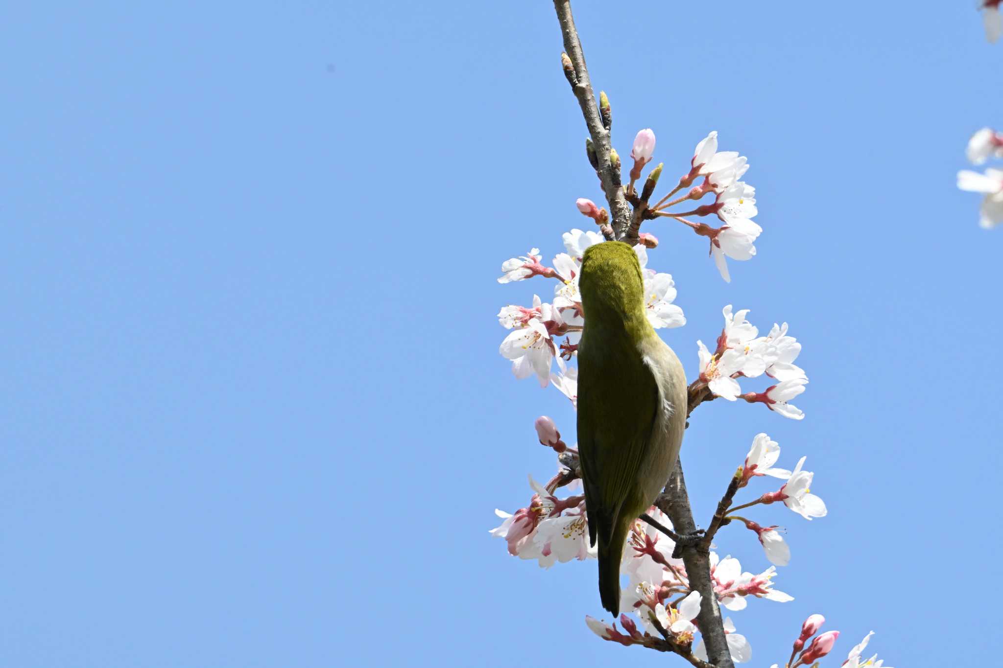 桜が咲きました♪ ぴよーんと伸びて一番近くでお花見中🎵 by 仁者楽山