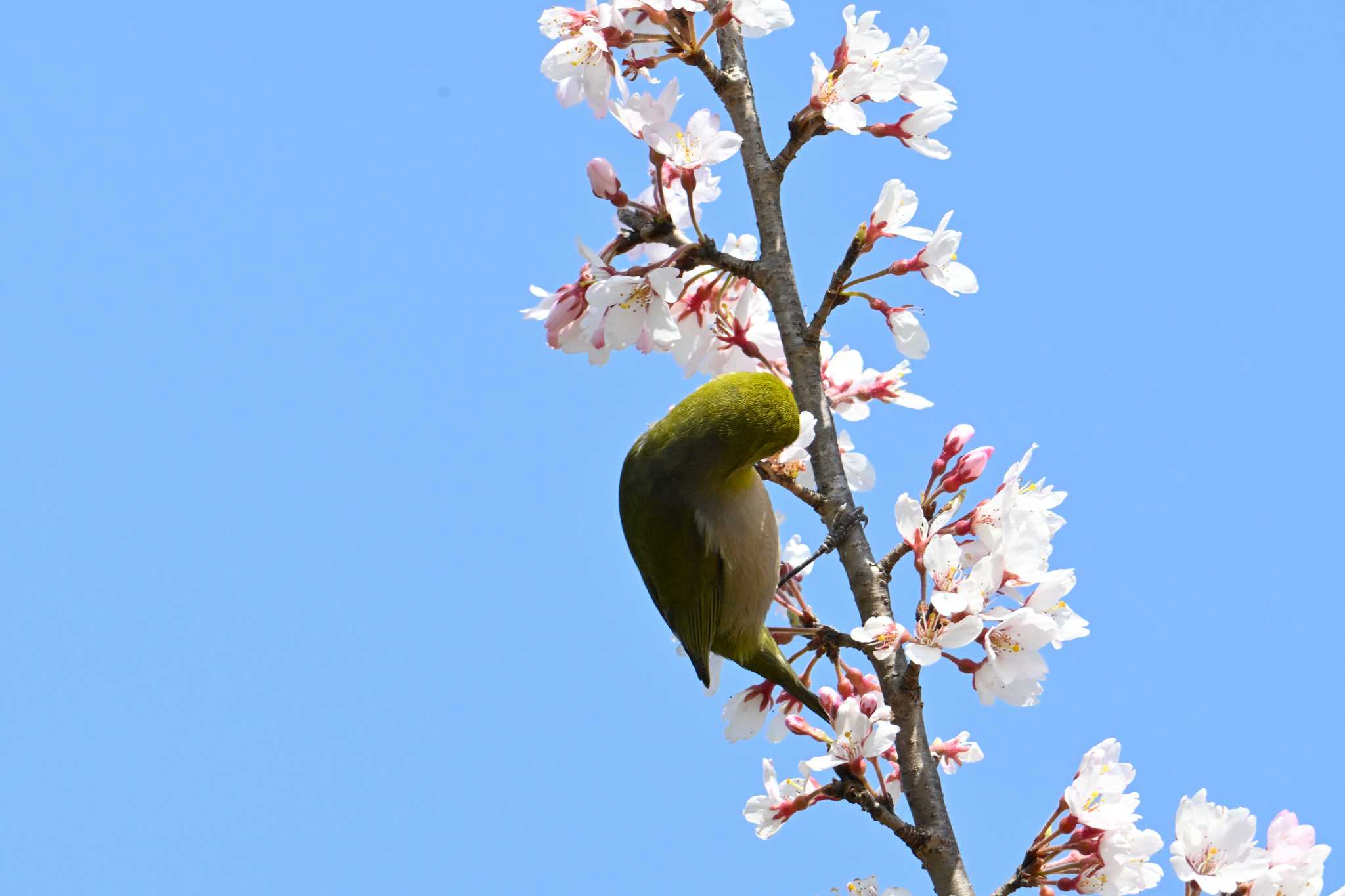 桜が咲きました♪　クイッと首を曲げて一番近くでお花見中🎵 by 仁者楽山