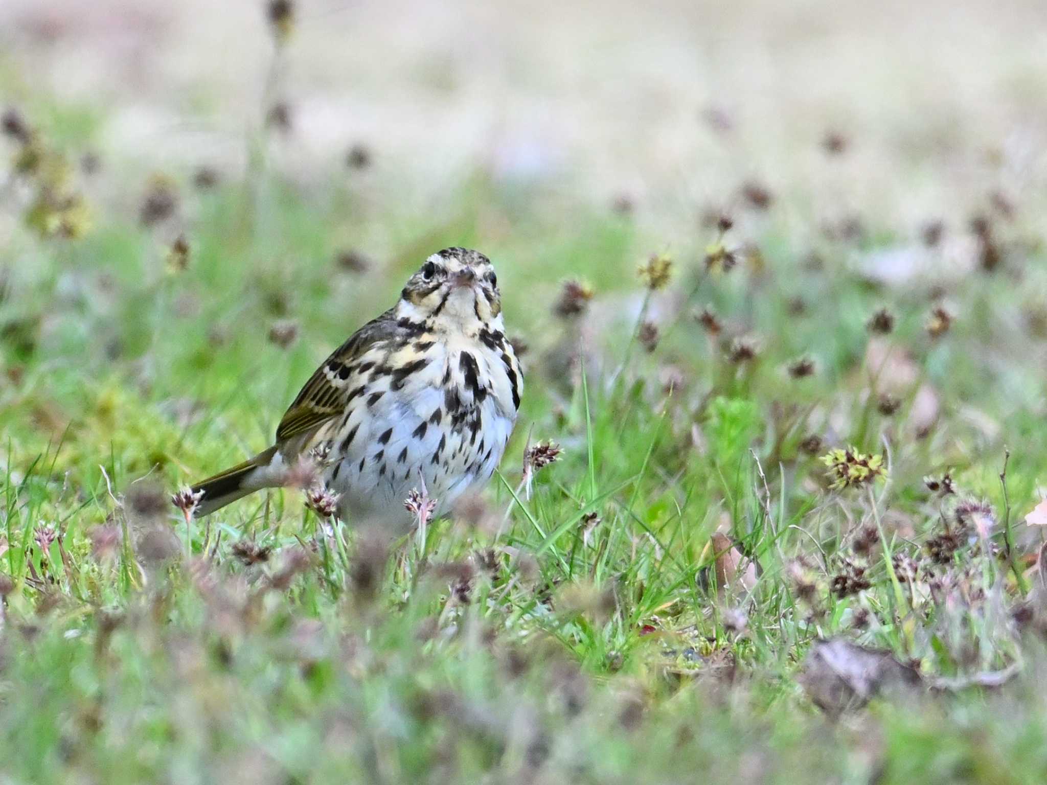 Olive-backed Pipit