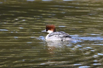 Smew 坂田ヶ池総合公園 Sun, 2/11/2024