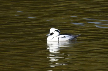 Smew 坂田ヶ池総合公園 Sun, 2/11/2024