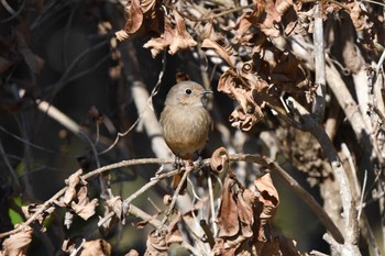 ジョウビタキ 茨城県自然博物館 茨城県坂東市 2024年1月27日(土)