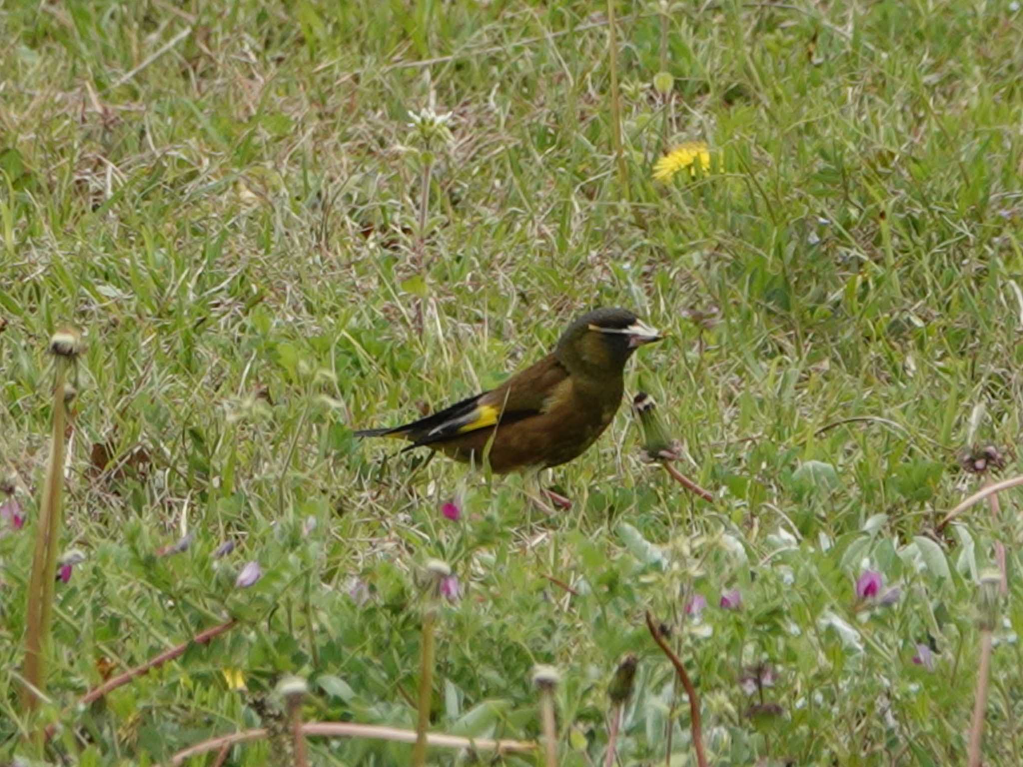 Photo of Grey-capped Greenfinch at 稲佐山公園 by M Yama