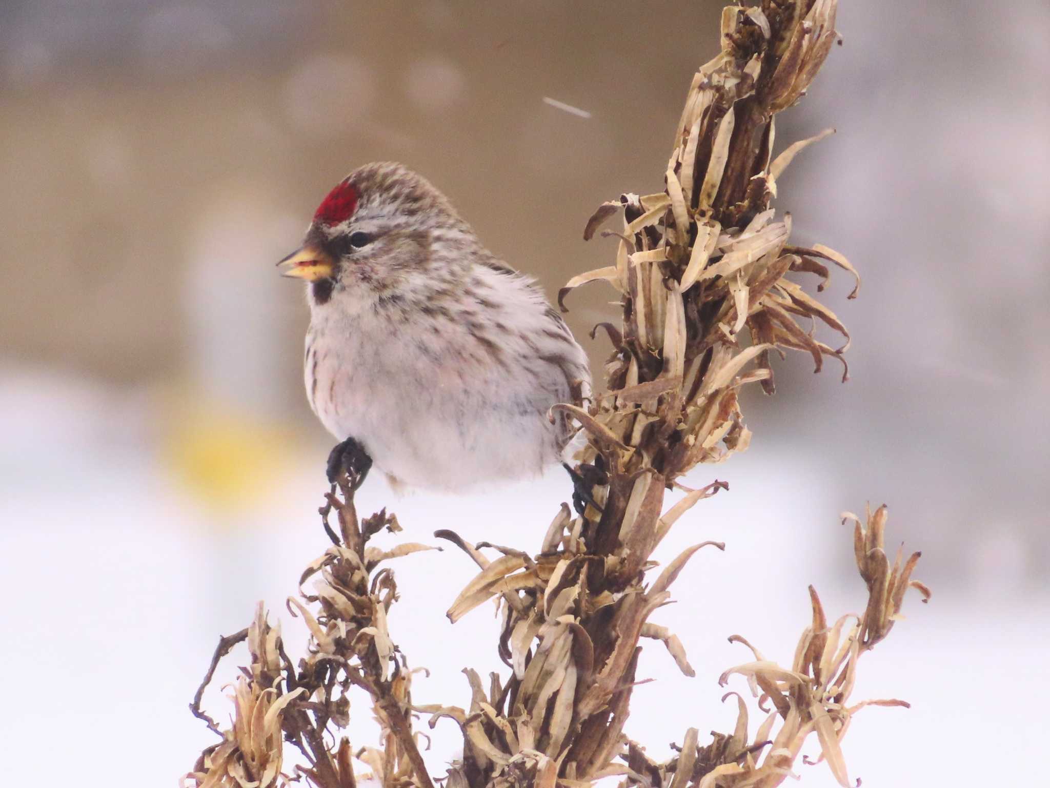 Common Redpoll