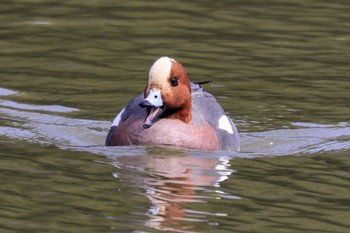 Eurasian Wigeon Unknown Spots Sat, 3/30/2024