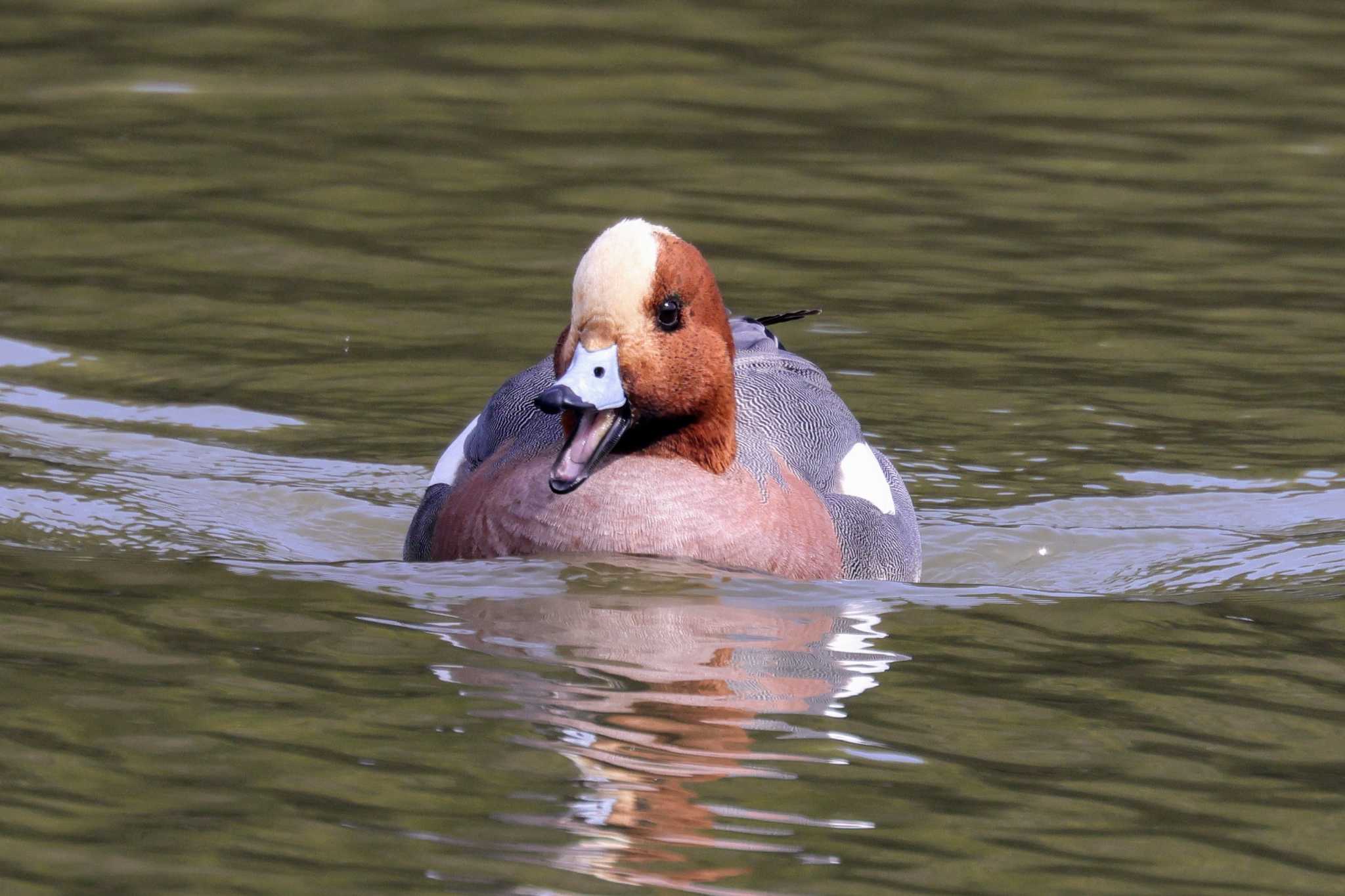 Photo of Eurasian Wigeon at  by トビトチヌ