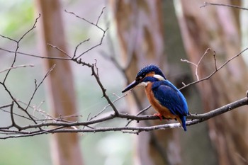 Common Kingfisher Unknown Spots Sat, 3/30/2024