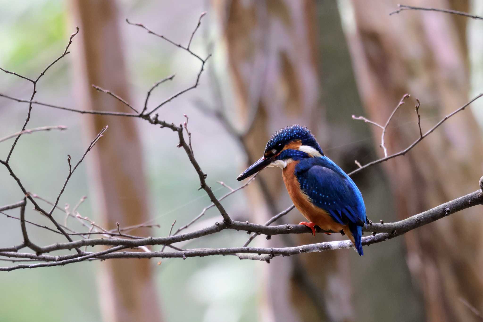 Photo of Common Kingfisher at  by トビトチヌ