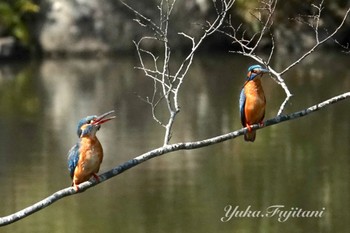 Common Kingfisher Kodomo Shizen Park Wed, 3/27/2024