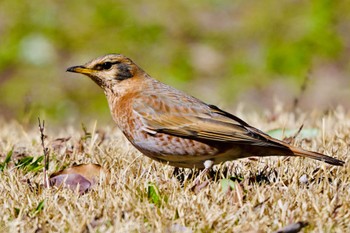 Naumann's Thrush Unknown Spots Thu, 3/21/2024