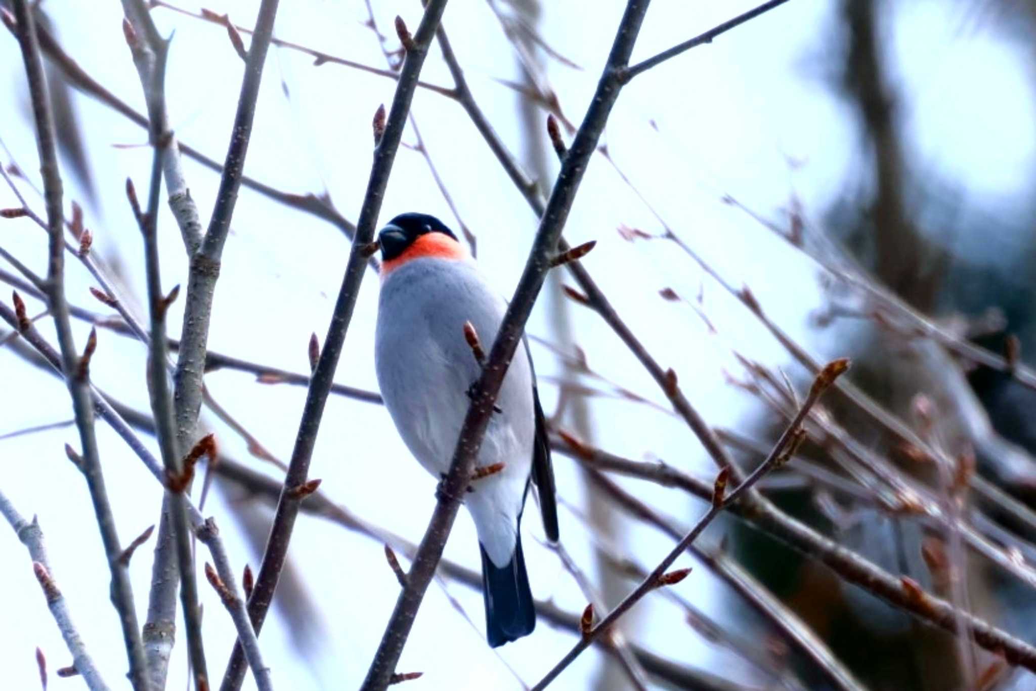 3月の八ヶ岳山麓 ウソの写真 by カルル