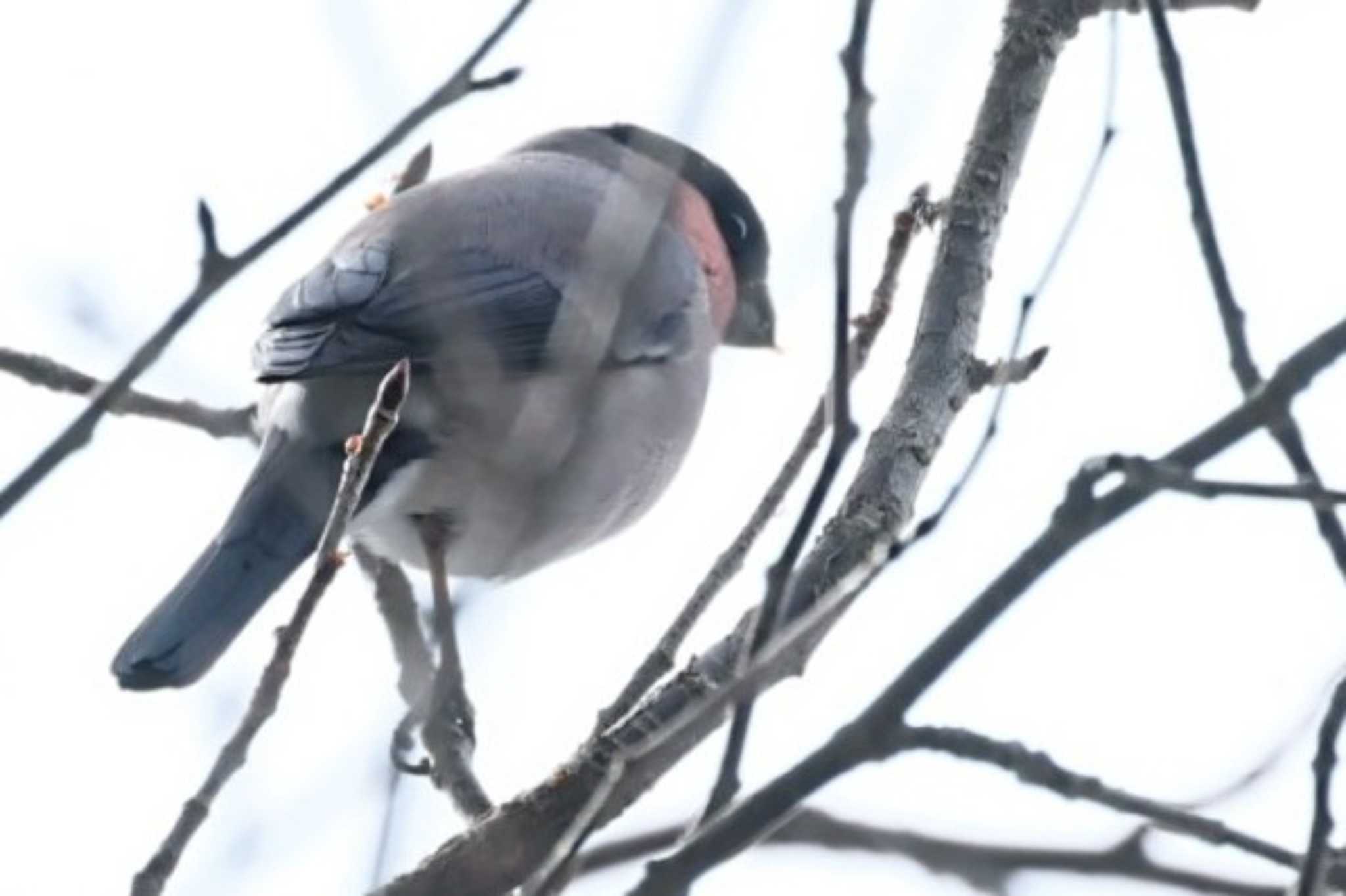 3月の八ヶ岳山麓 ウソの写真 by カルル