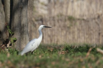 コサギ 水元公園 2024年3月16日(土)