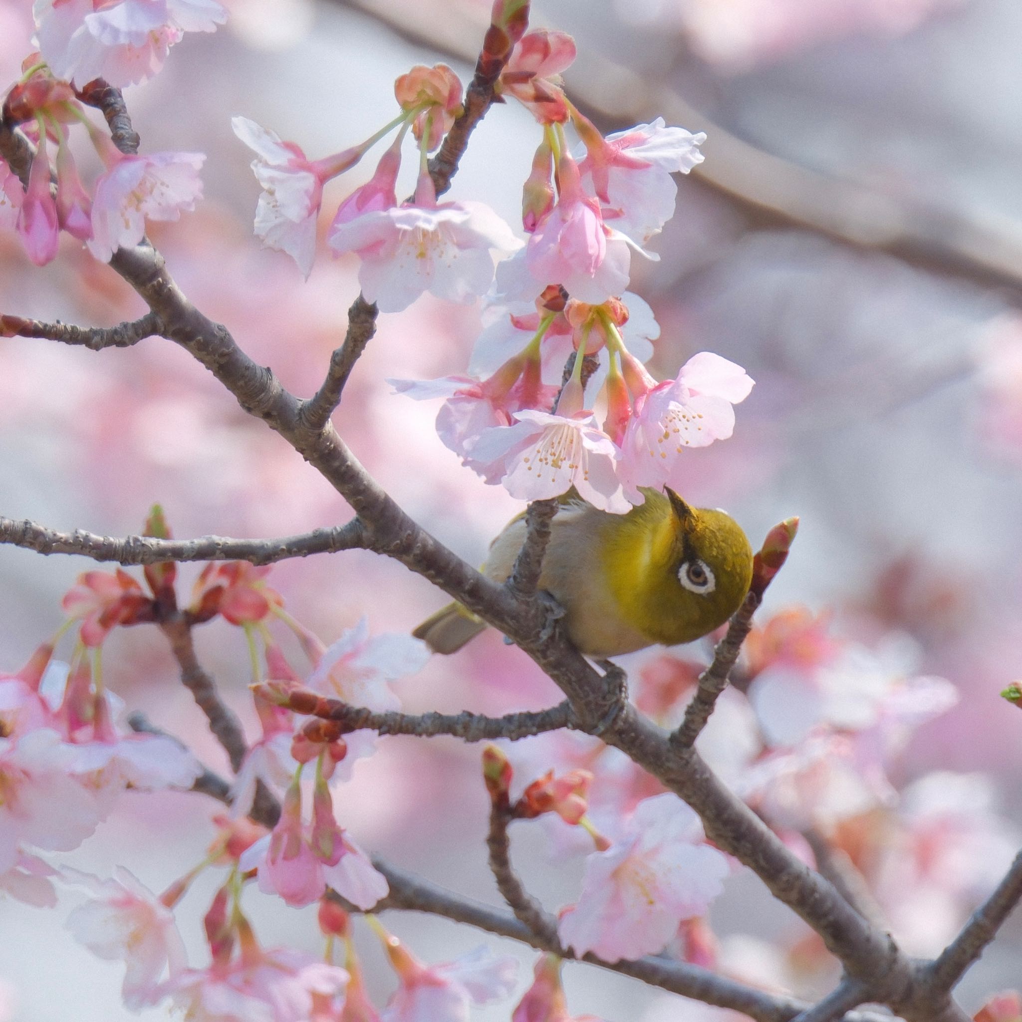 昭和記念公園の桜とメジロ①  by Tora丸