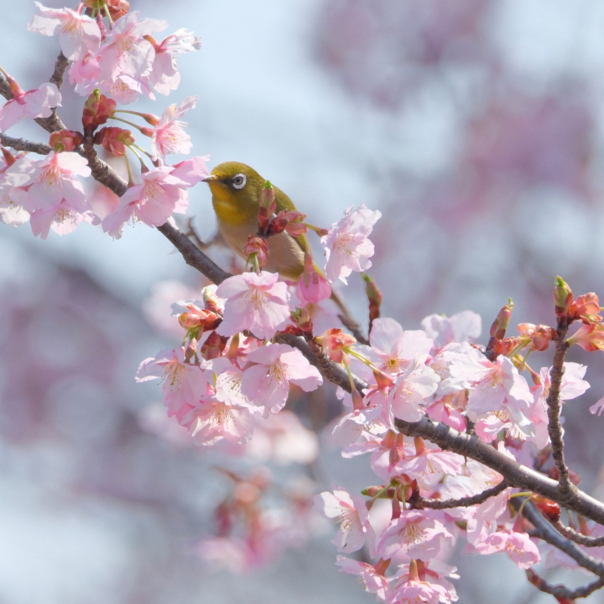 昭和記念公園の桜とメジロ② by Tora丸