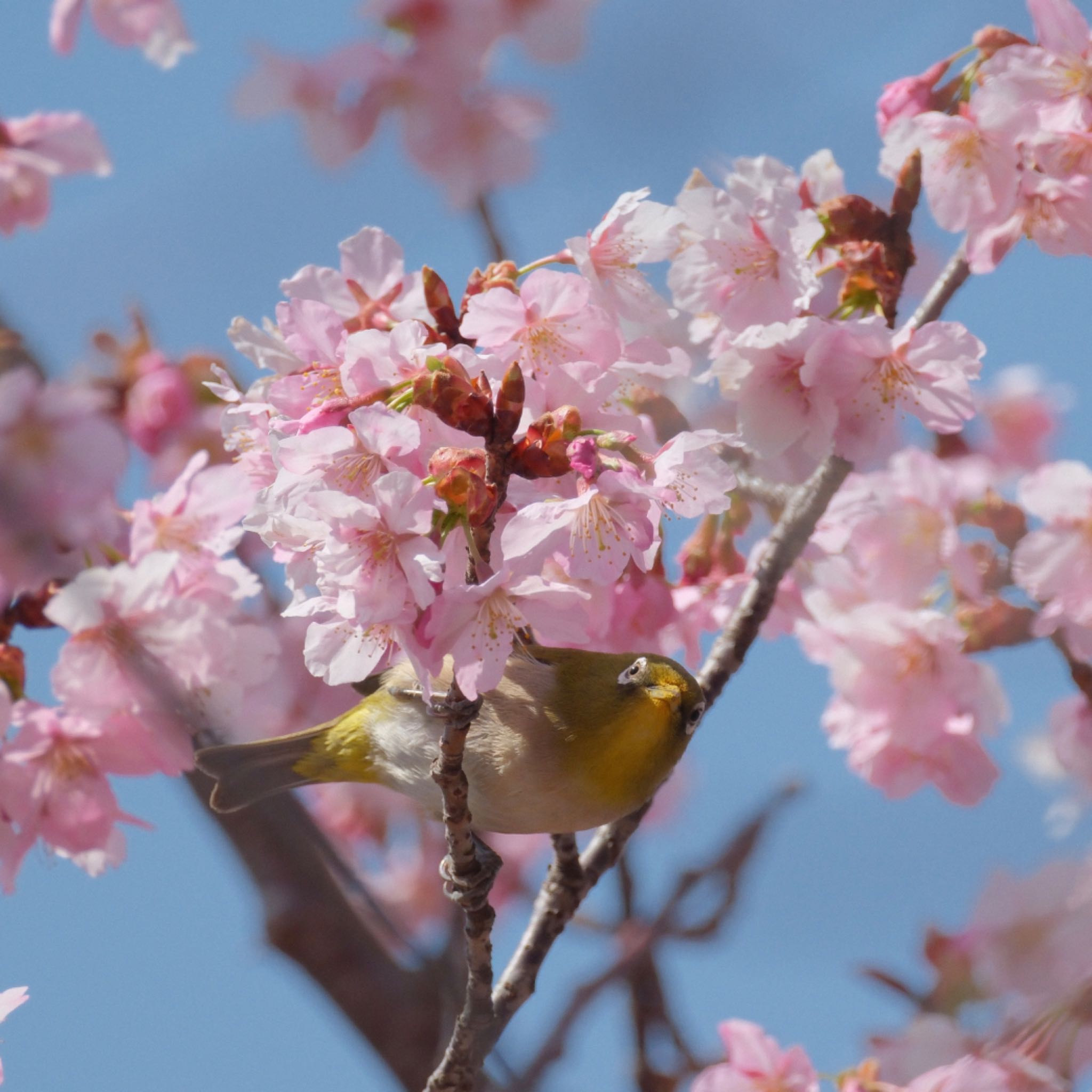 昭和記念公園の桜とメジロ③ by Tora丸