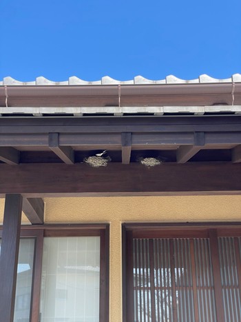 Barn Swallow ツバメハイツ2024 Sat, 3/30/2024