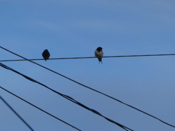 2024年3月29日(金) 大瀬川の野鳥観察記録