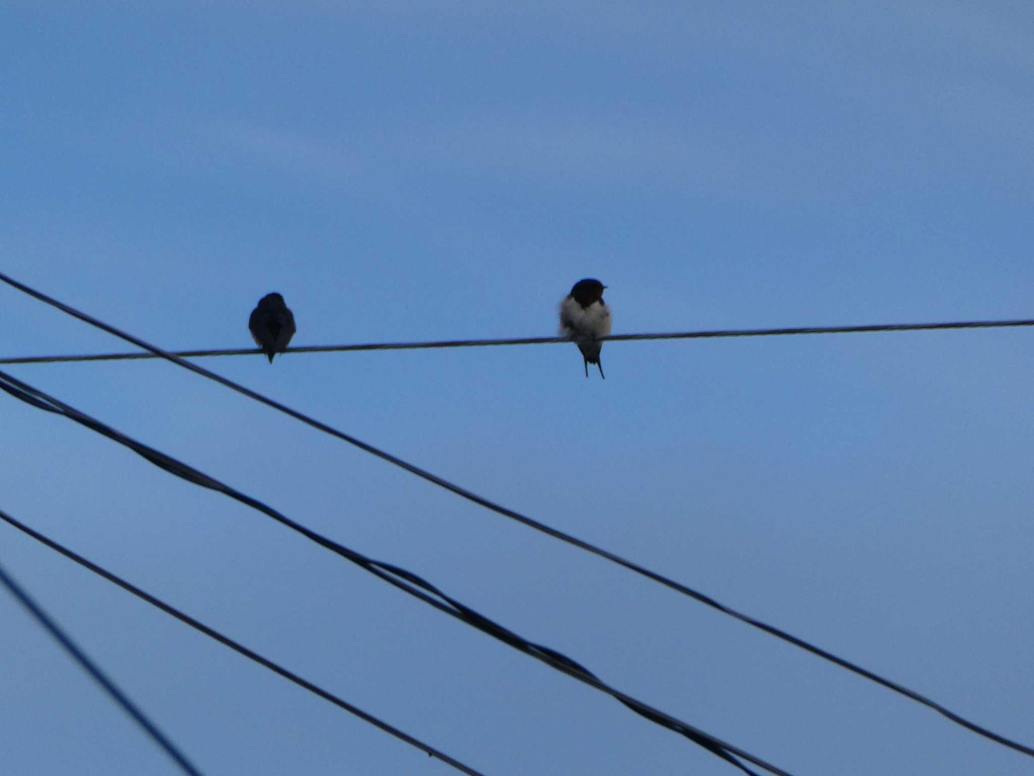 Photo of Barn Swallow at 大瀬川 by ネジ