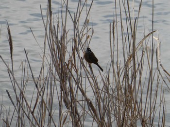 Meadow Bunting 大瀬川 Fri, 3/29/2024