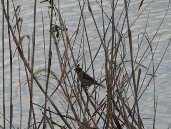 Common Reed Bunting 大瀬川 Fri, 3/29/2024