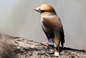 Hawfinch 近所 Sat, 3/30/2024