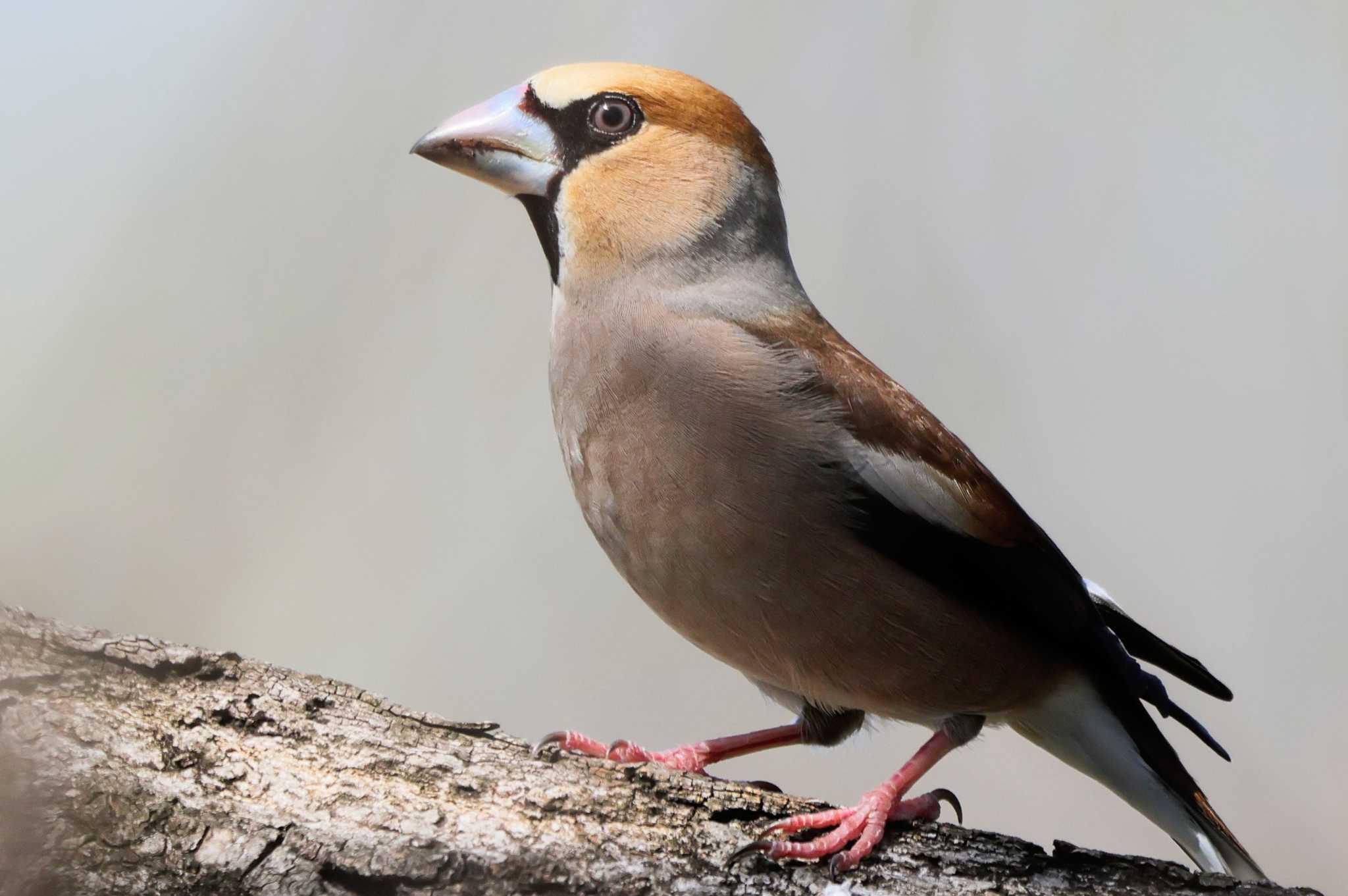 Photo of Hawfinch at 近所 by ひろ