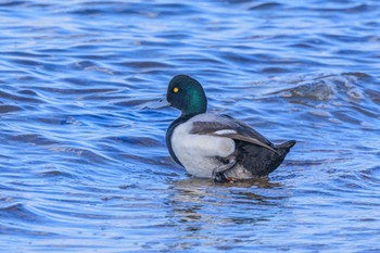 Greater Scaup 魚住海岸 Sat, 3/2/2024