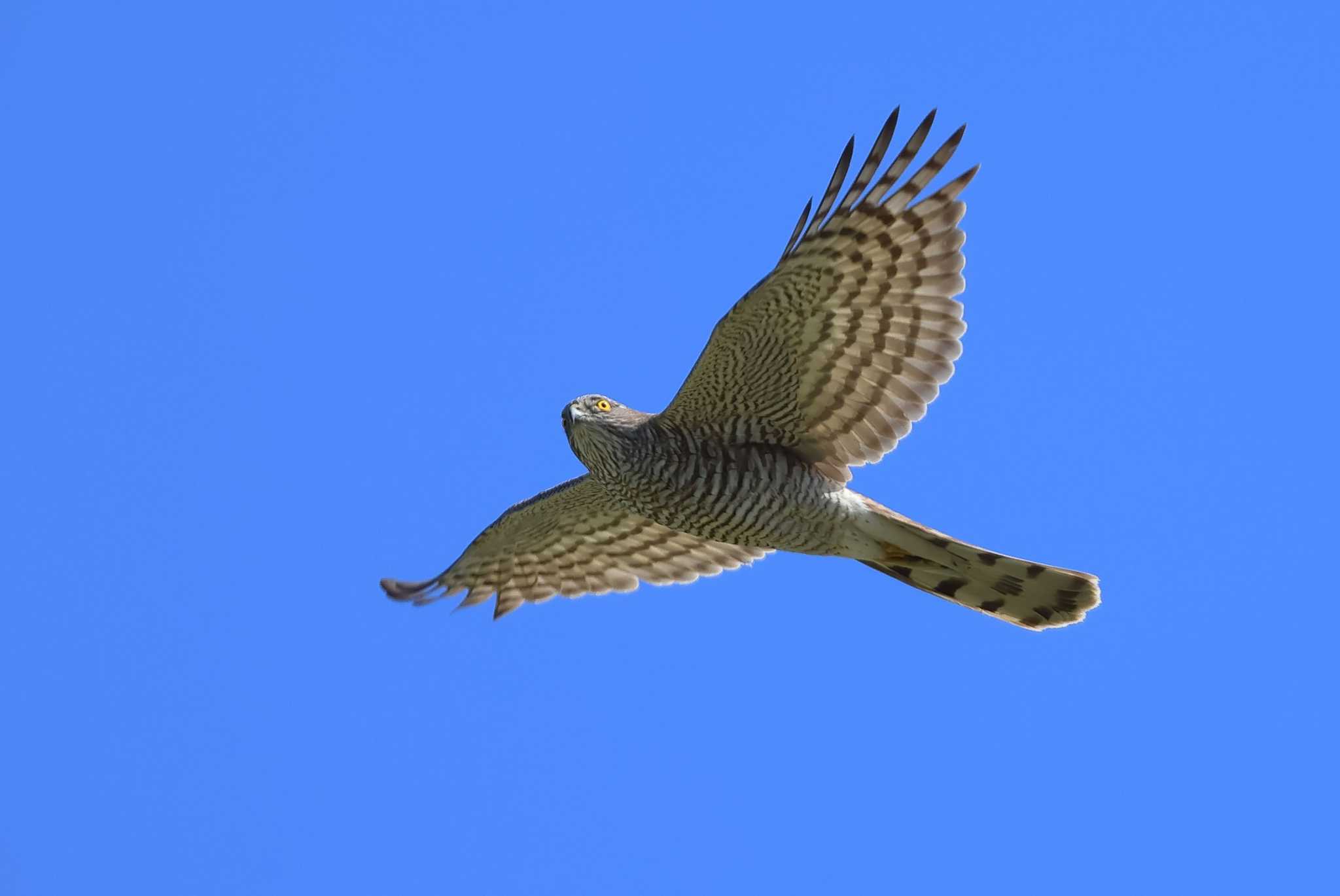 Photo of Eurasian Sparrowhawk at 愛知県 by ma-★kun