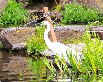 Great Egret 大仙公園 Thu, 3/28/2024