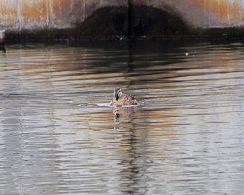 Eastern Spot-billed Duck 大仙公園 Thu, 3/28/2024