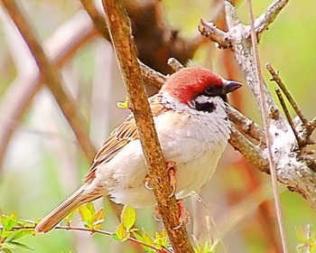 Eurasian Tree Sparrow 大仙公園 Thu, 3/28/2024